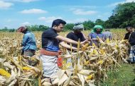 তাড়াশে কৃষকের ভুট্টা তুলে বাড়িতে পৌছে দিল ছাত্রলীগ