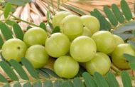 রোগ প্রতিরোধ ক্ষমতা বাড়াবে ভেষজ শরবত