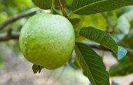 পুষ্টিগুণে পেয়ারার সমাচার