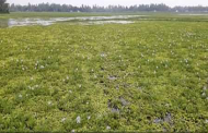 তাড়াশে জলাবদ্ধতায় পতিত হাজার বিঘা ফসলী জমি