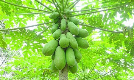 কাঁচা পেঁপের অনেক গুণ