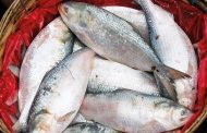 ইলিশ যাবে ইউরোপ–আমেরিকা
