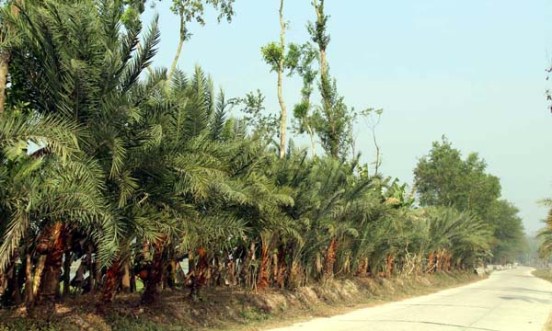 নারিকেলবাড়িয়ায় সারি সারি খেজুর গাছ